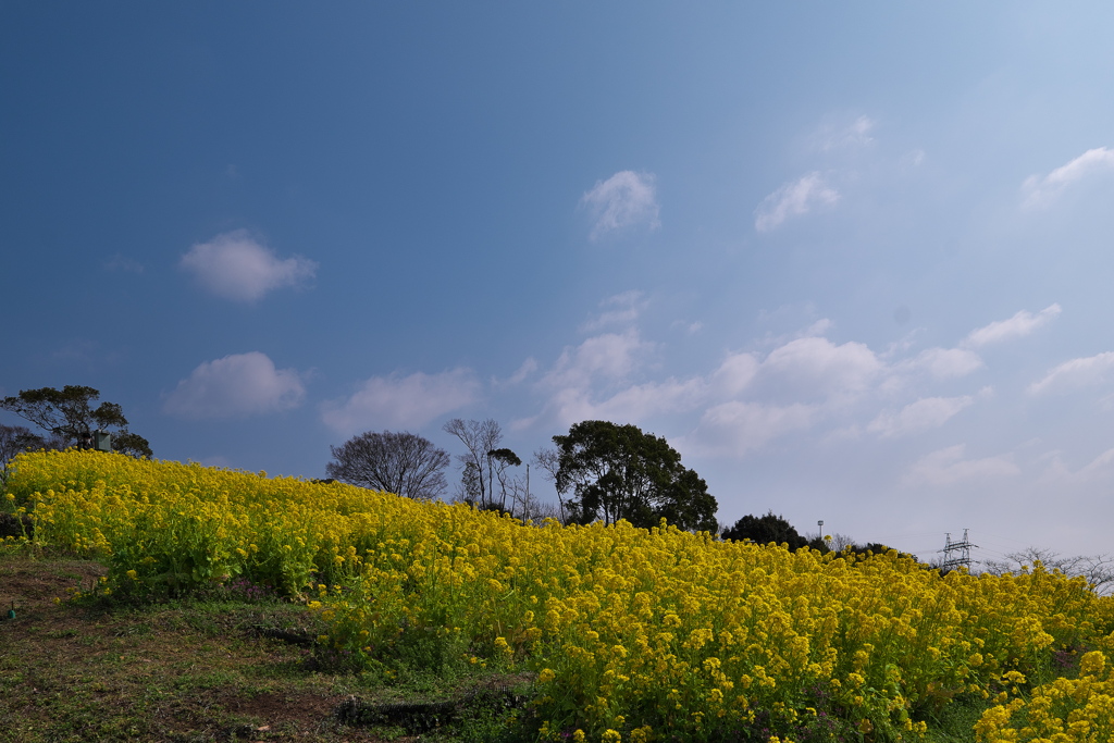 神戸総合運動公園の菜の花（ナノハナ）２