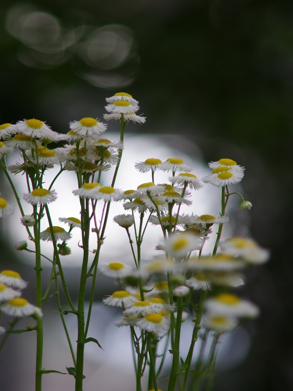 春の野草２（姫女苑１）