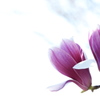 春を告げる花々（シモクレン）