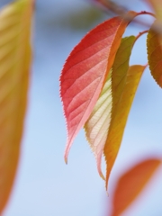 深まりゆく秋１（桜の紅葉１）