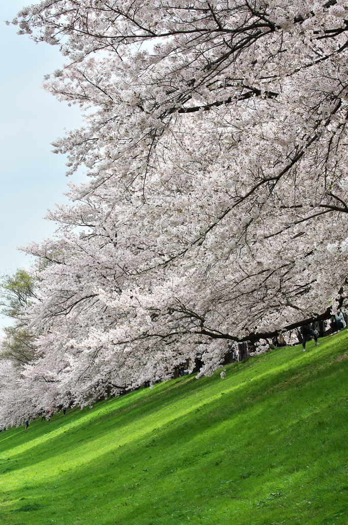 淀川河川公園背割堤の桜並木４