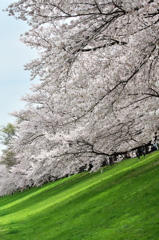 淀川河川公園背割堤の桜並木４