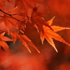 住吉神社の紅葉（モミジ）３