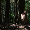 春日大社参道の鹿（シカ）