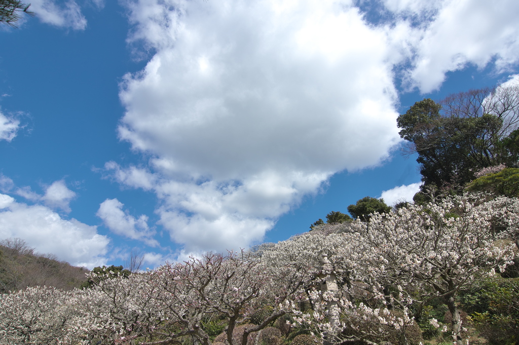 中山寺（なかやまでら）の梅林２