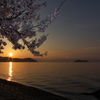 奥琵琶湖桜三昧６（海津大崎１）