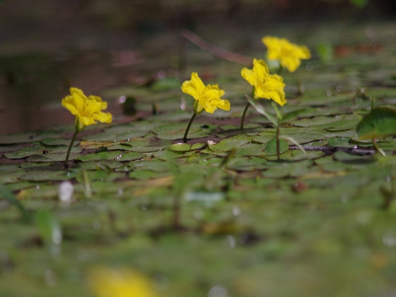 春から夏へ（花の移ろい３）