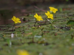 春から夏へ（花の移ろい３）