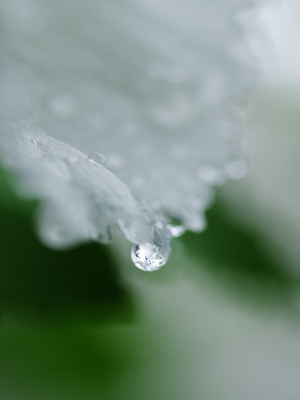 夏の花々２７（木槿）