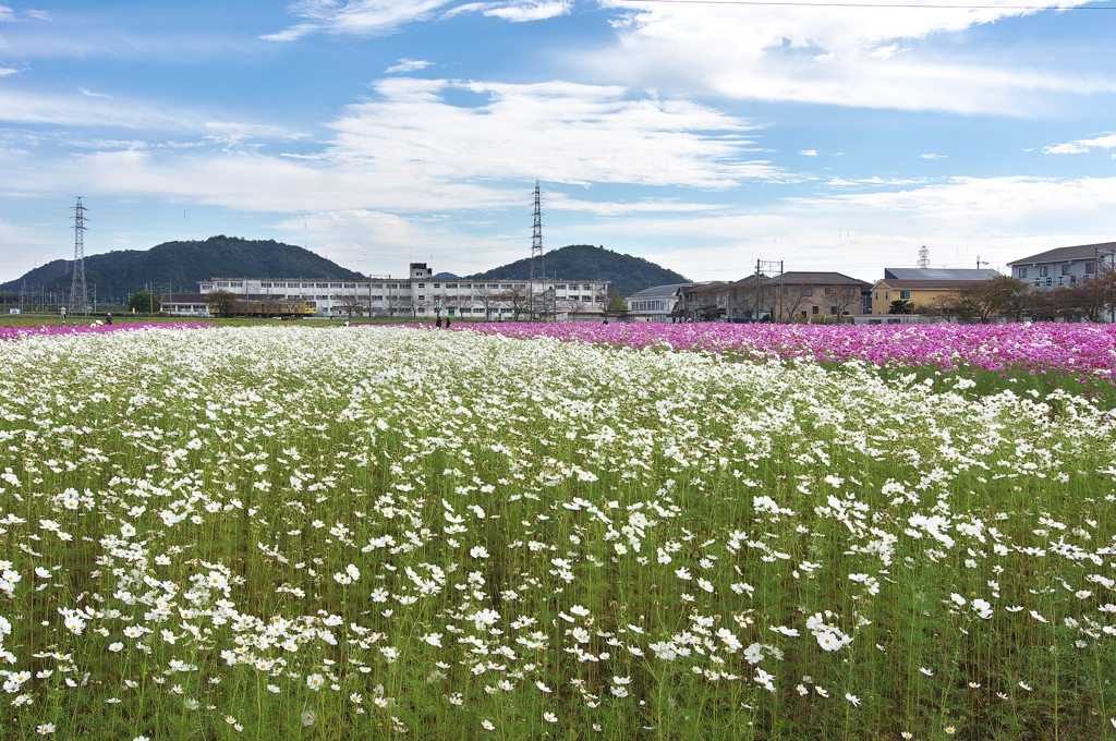 野田町コスモス畑２