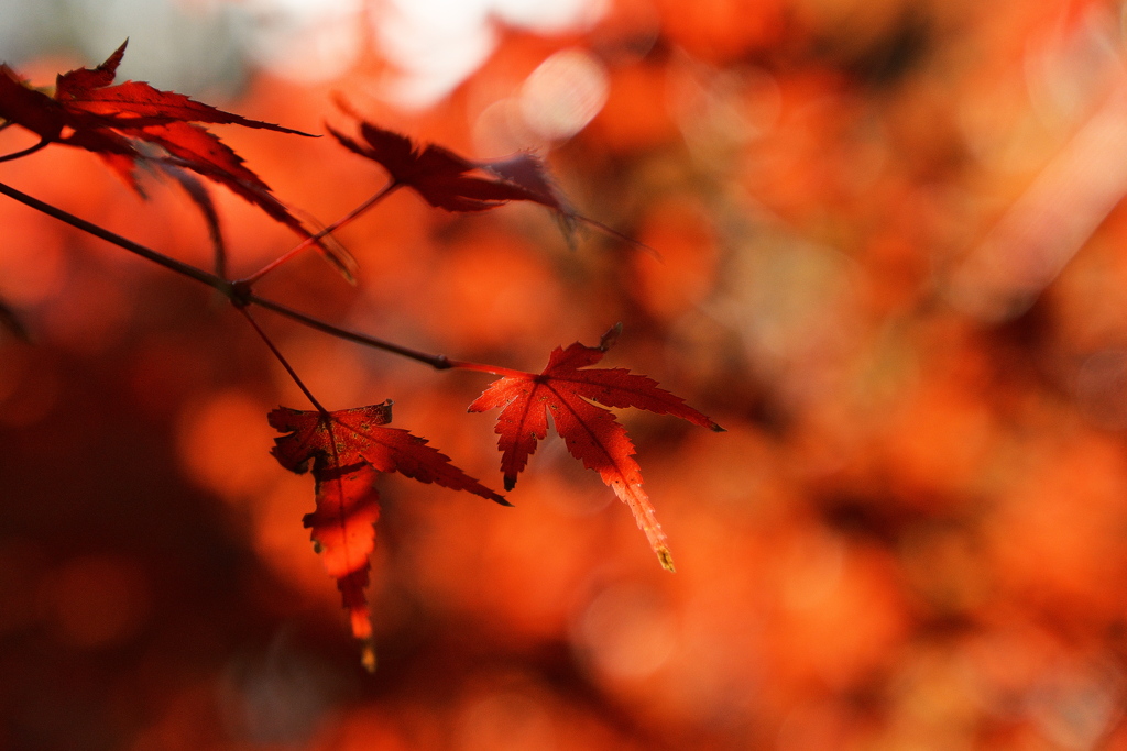 住吉神社の紅葉（モミジ）１