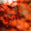 住吉神社の紅葉（モミジ）１
