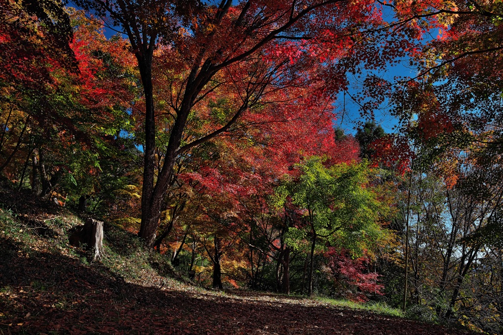 最上山（さいじょうさん）公園もみじ山にて３
