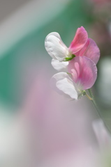 豌豆（エンドウ）の花