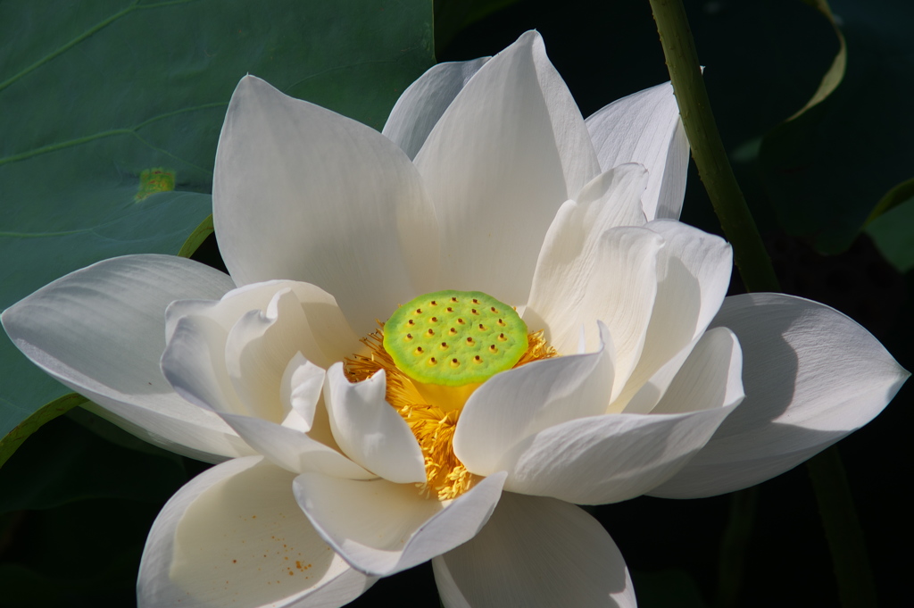 盛夏に咲く真っ白な花（ハス）