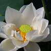 盛夏に咲く真っ白な花（ハス）