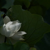 溜池に咲く蓮（ハス）