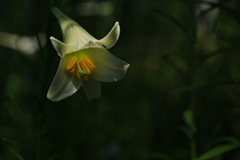 住吉公園の鉄砲百合１