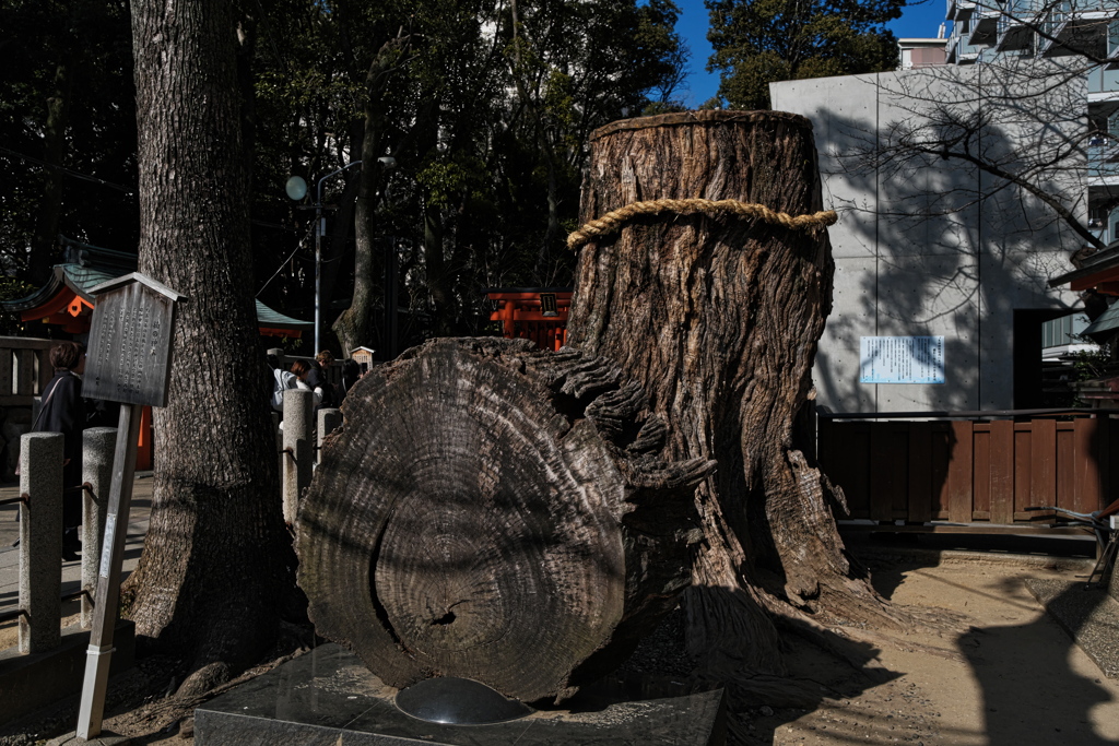 生田神社４（楠御神木）