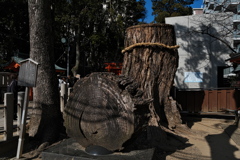 生田神社４（楠御神木）