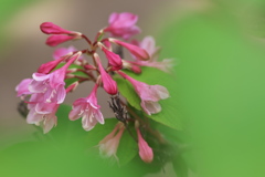 神社に咲く紅花空木（ベニバナウツギ）