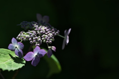 住吉神社の紫陽花（アジサイ）が咲きはじめた
