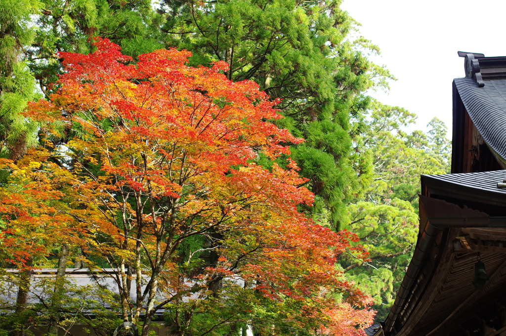 高野山の紅葉３