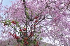 京都原谷苑の木瓜（ボケ）としだれ桜