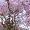 京都原谷苑の木瓜（ボケ）としだれ桜