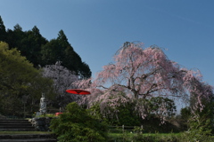 宝泉寺（ほうせんじ）の枝垂れ桜１