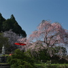 宝泉寺（ほうせんじ）の枝垂れ桜１