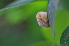 神社で見つけたでんでん虫３