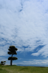 瀬戸川河口公園の松の木２
