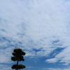 瀬戸川河口公園の松の木２