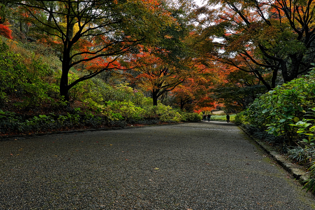 森林植物園のあじさい坂１