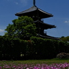 三重塔とコスモス畑２