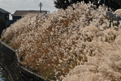 用水路土手に咲く枯尾花１
