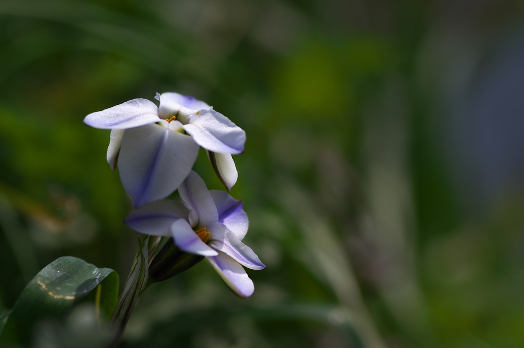 川沿いの土手に咲く花韮（ハナニラ）