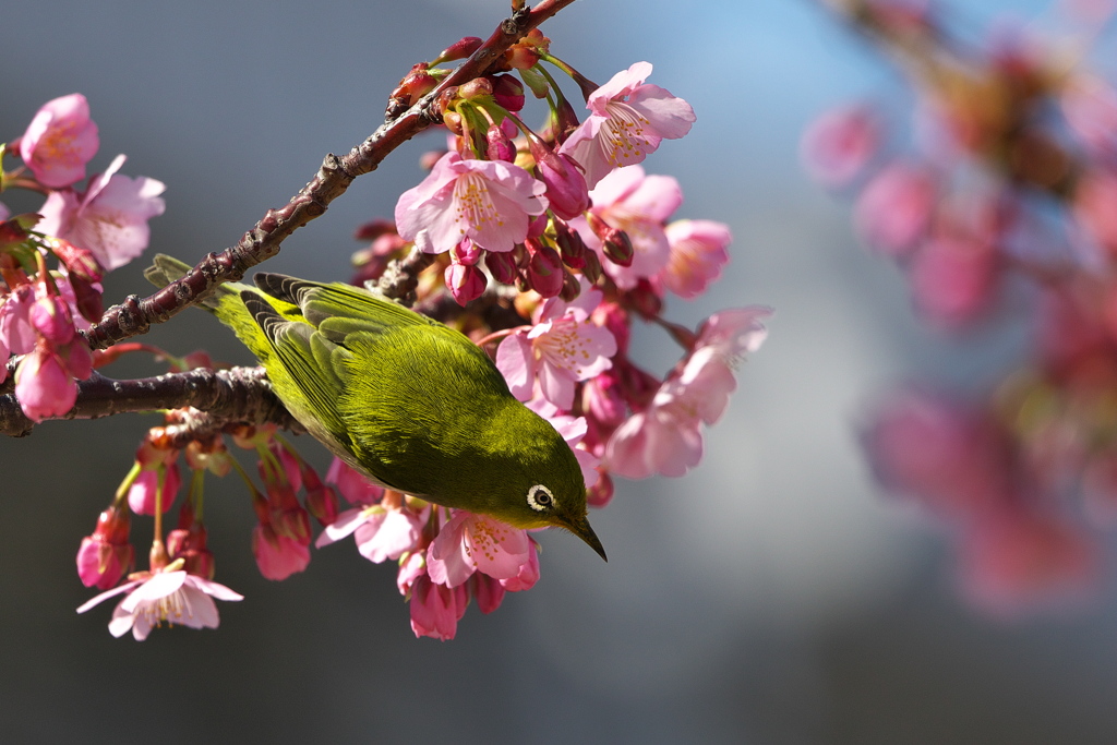 目白（メジロ）と河津桜（カワヅザクラ）２