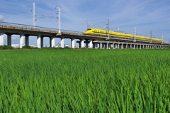 ドクターイエローとの遭遇４５（水田６）