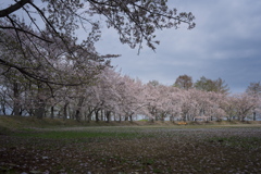 天満大池公園の桜並木１