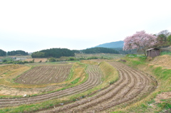 里山の桜３（仰木の棚田）