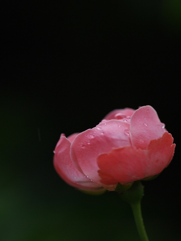 木瓜（ボケ）３