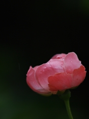 木瓜（ボケ）３