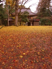 高源寺の紅葉２