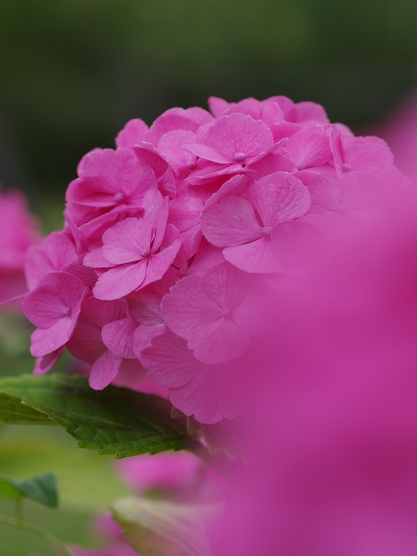 紫陽花（アジサイ）７