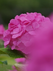 紫陽花（アジサイ）７