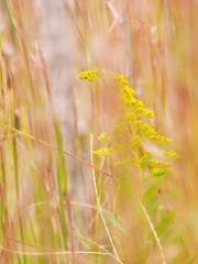 背高泡立草（せいたかあわだちそう）２