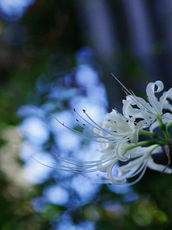 彼岸花（ヒガンバナ）５