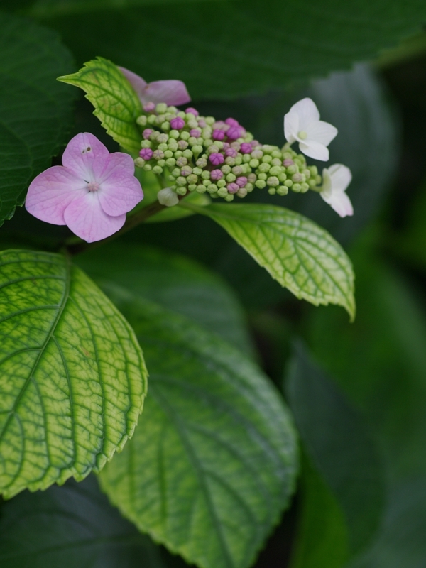 紫陽花（アジサイ）６